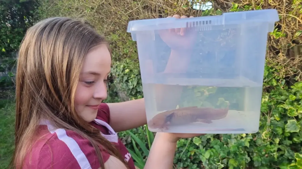 Girl, 10, finds rare Mexican axolotl under Welsh bridge