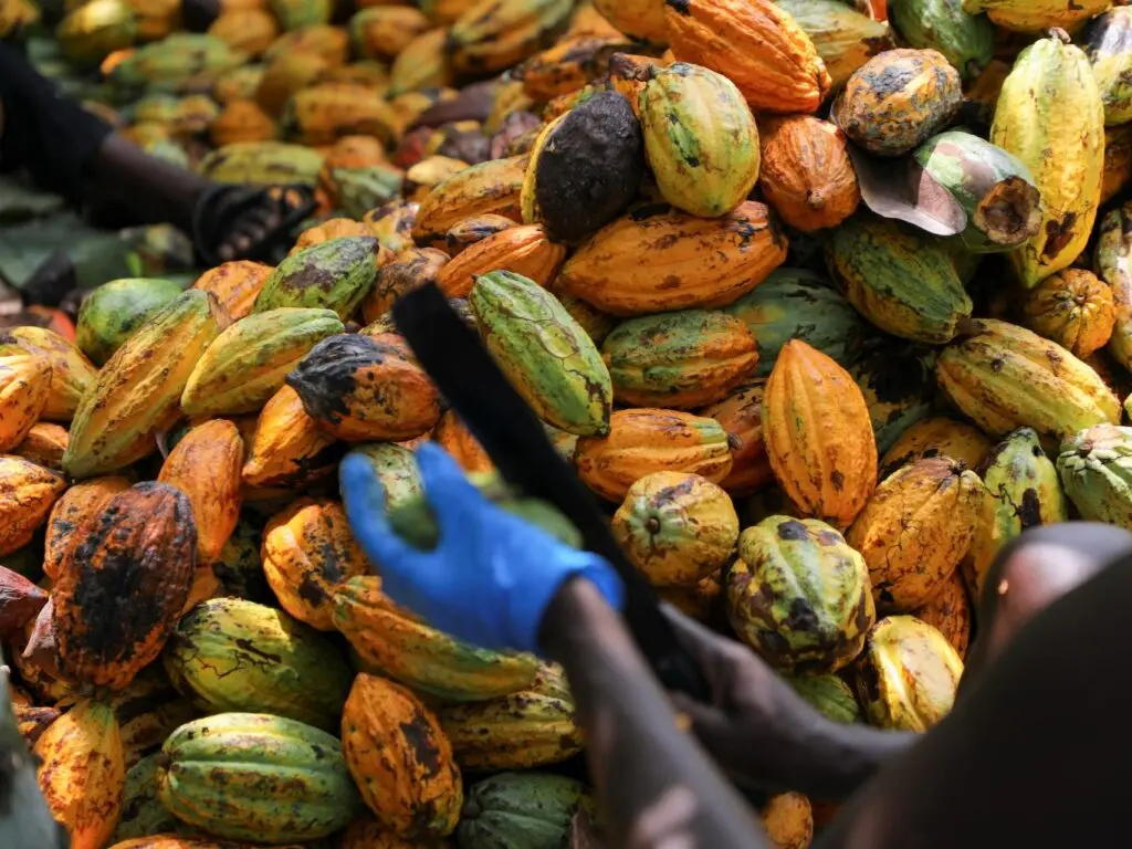 Farmers go unpaid as Ghana’s indebted state cocoa buyer faces asset seizure, source says