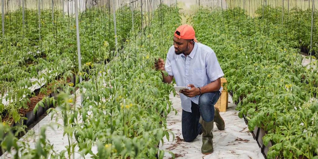 Study urges balanced expectations for agricultural innovations being developed in Ghana