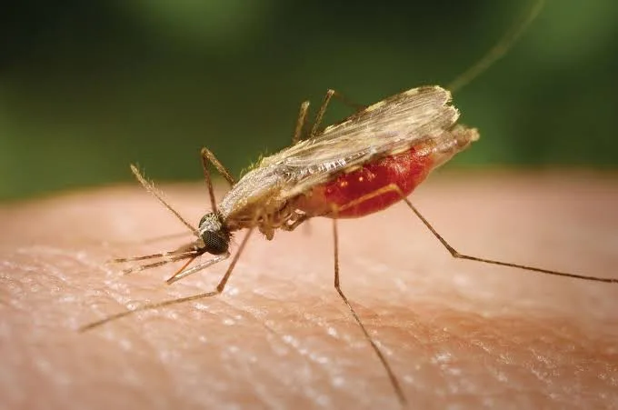 Nigeria turns to local data to improve malaria control
