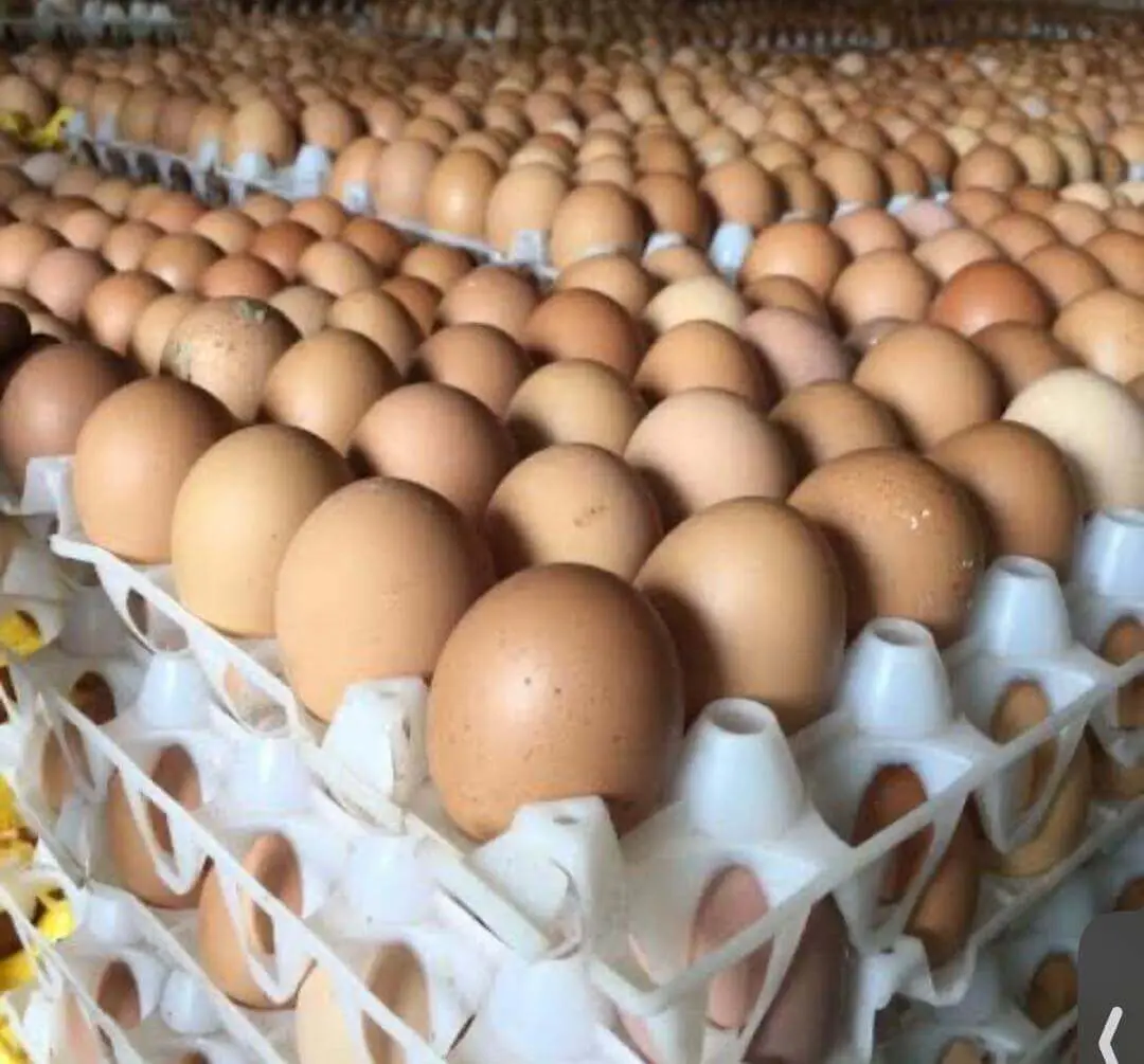 Egg glut hits Koforidua as exporters urge government to resolve Burkina Faso trade ban