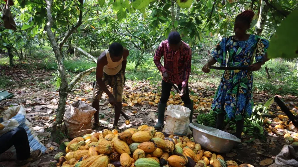 ICI child protection efforts expand across West Africa’s cocoa communities