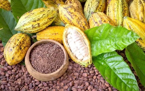 Why it’s time to change Ghana’s cocoa law