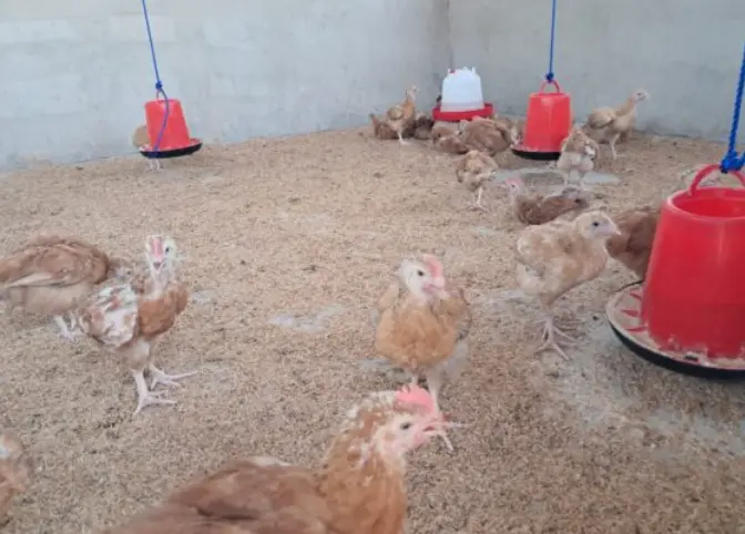 EU backs Ghana’s poultry scheme with 150k birds for 3,000 farmers