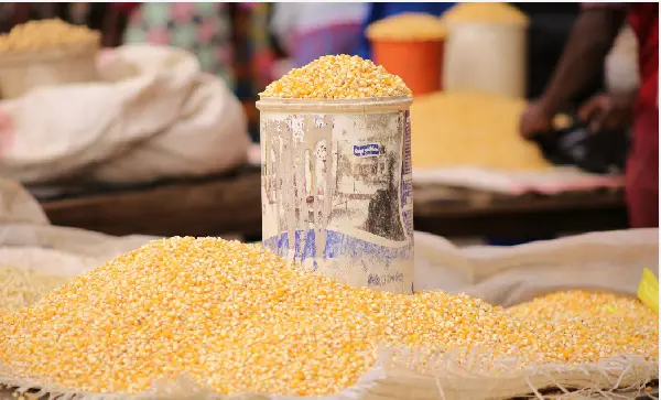 Auditor-General’s Report: Deputy Finance Minister flags missing rice, GH¢771m maize delivery shortfall