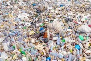 Ocean Harmony Project founder warns plastic pollution is entering the human food chain through fish