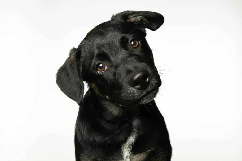 We should smile at our dogs – a new scientific study reveals why