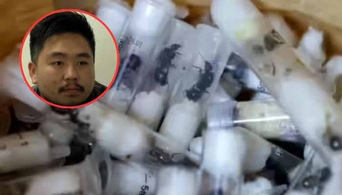 Chinese man jailed for attempting to smuggle 2,200 live ants out of Kenya