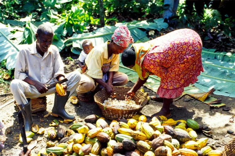 Cocoa farmers want greater say in implementation of new law – GNACOFA