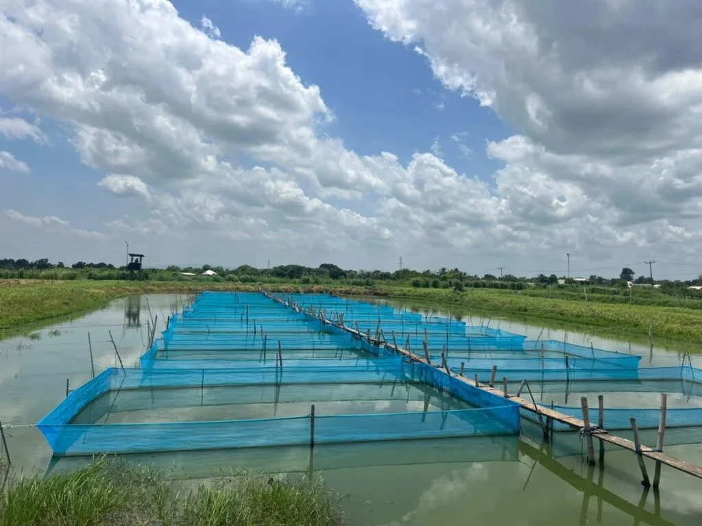 Inside Ghana’s aquaculture value Chain: Where are the bottlenecks slowing growth?