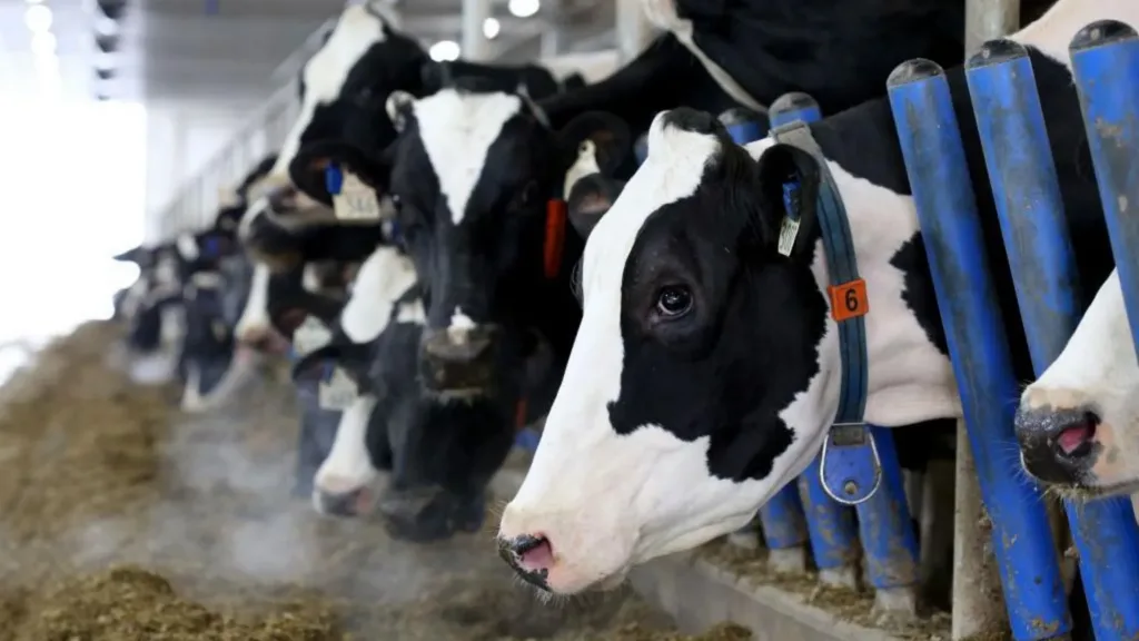 Canada’s ‘powerful’ dairy sector is in Trump’s trade crosshairs