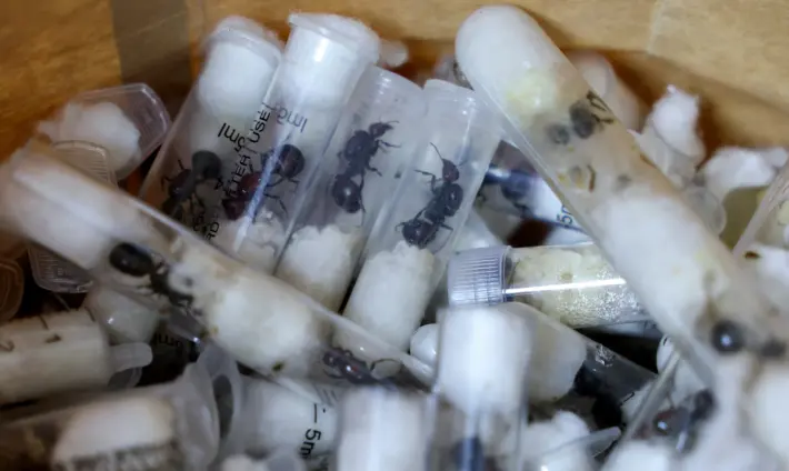 Chinese national arrested over attempt to smuggle 2,000 queen ants from Kenya