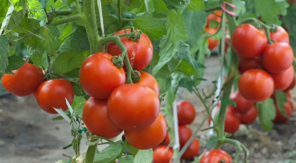 Ghana must rethink her Agric policy: Former tomato farmer laments nation’s missed opportunity