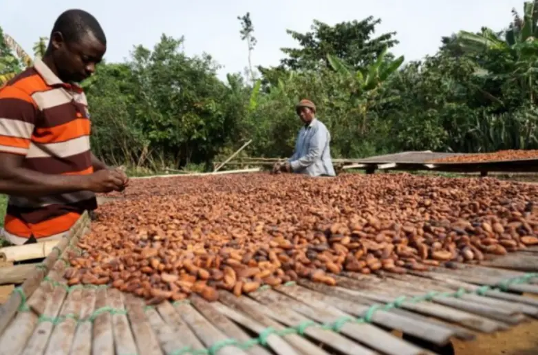Gov’t to establish new cocoa financing framework under proposed COCOBOD reforms
