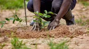 CSIR warns weak use of soil data is undermining Ghana’s agric productivity