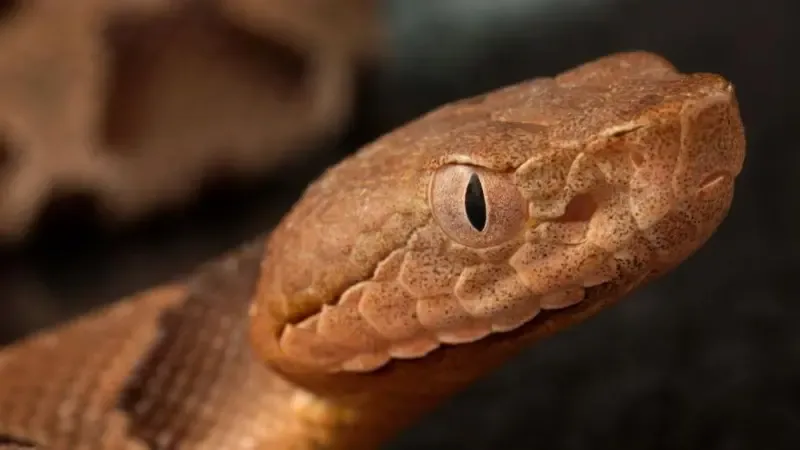 World Cup: Snakes on a train (ing pitch)