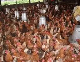 Nkokɔ Nkitinkiti: Gov’t begins procuring birds to support MPs in poultry farming – Agric Minister