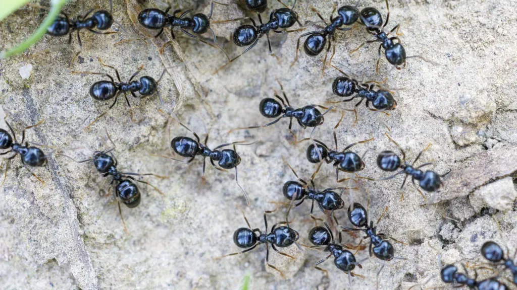 Michelin-starred restaurateur faces jail for using ants as dessert garnish