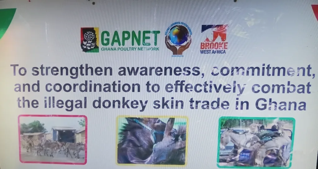 Donkeys face extinction – Advocates demand crackdown on illegal hide trade