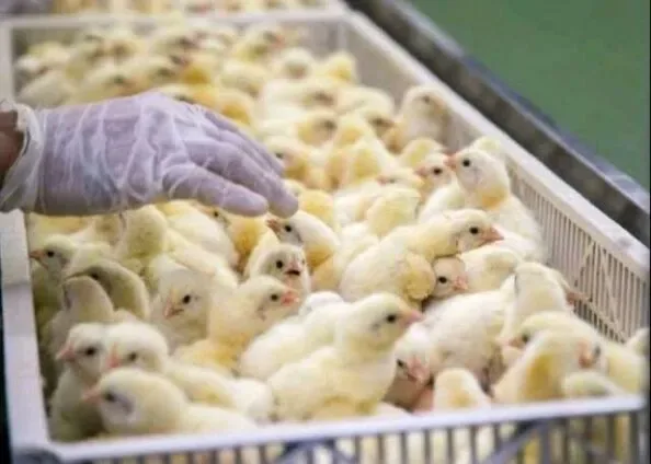 2026 mid-year budget should prioritise long-term reforms for poultry industry – Poultry farmers