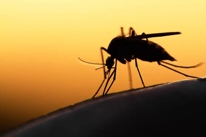 World Mosquito Day: AMMREN calls for stronger action against malaria as Africa records 94% of global cases