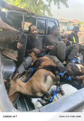 Goat-stealing syndicates arrested with 27 animals in Central Region