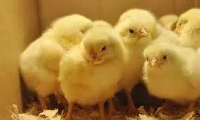 Queen Mothers receive day-old chicks under Nkoko Nkitinkititi project