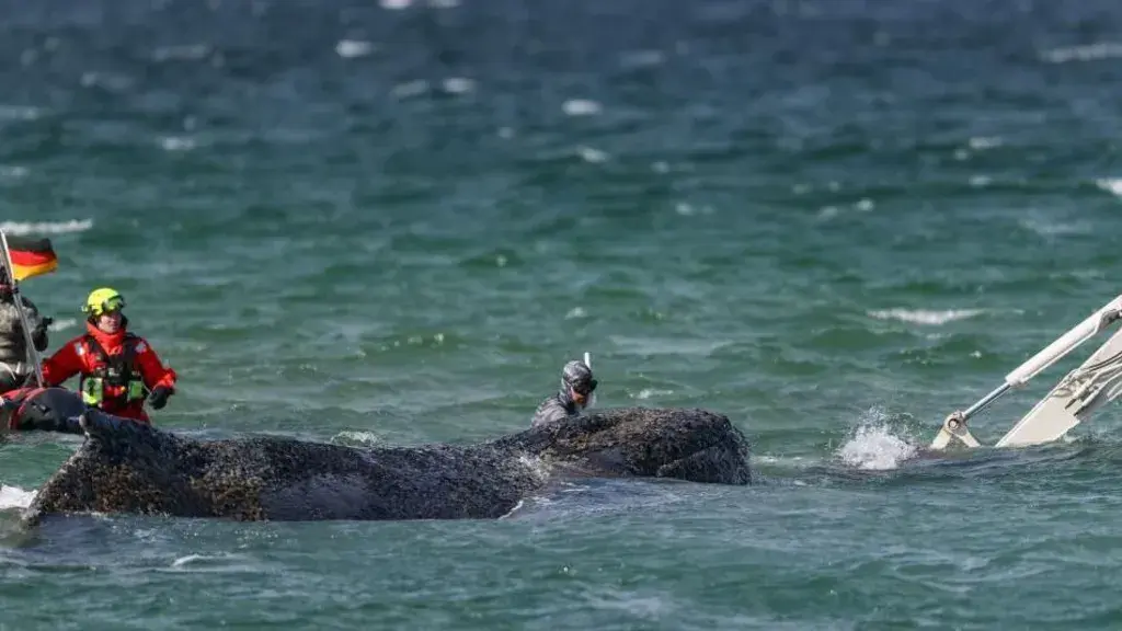 Rescuers attempt to save stranded humpback whale off German coast
