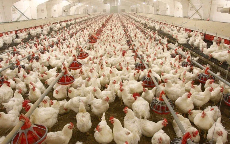 Gov’t distributes 1.7 million poultry birds under Nkoko Nkitinkiti programme