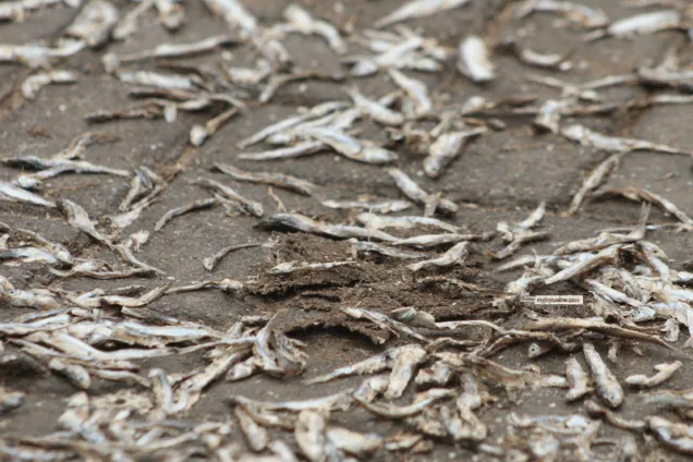 FDA confiscates fish after viral video exposes unhygienic handling practices