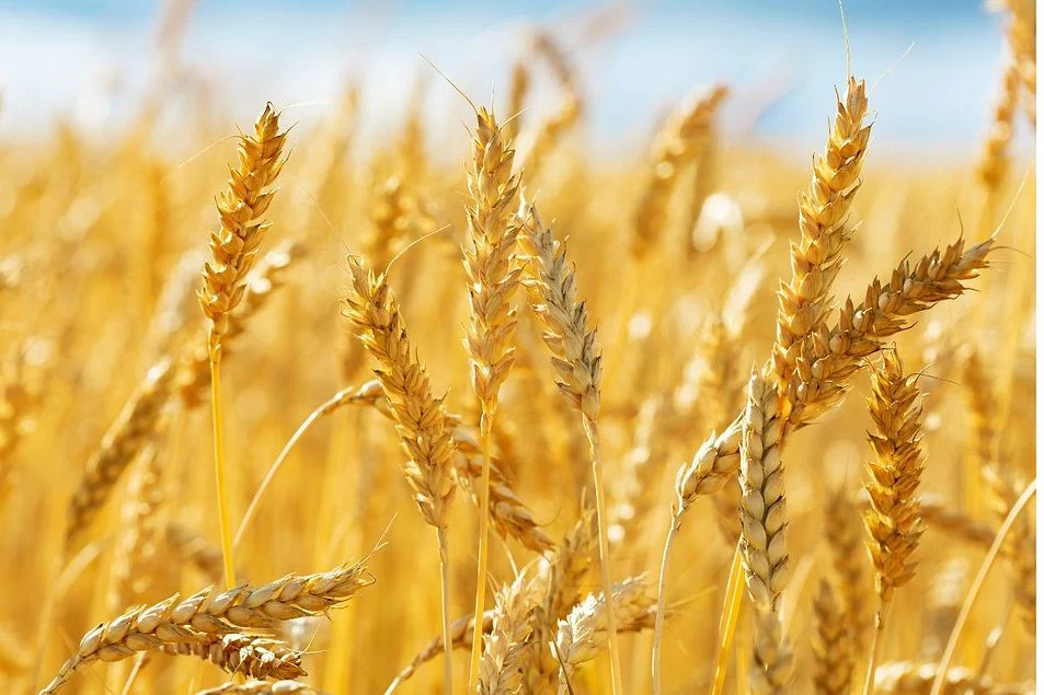 Ghana, Ukraine in talks over wheat flour processing plant to cut import dependence