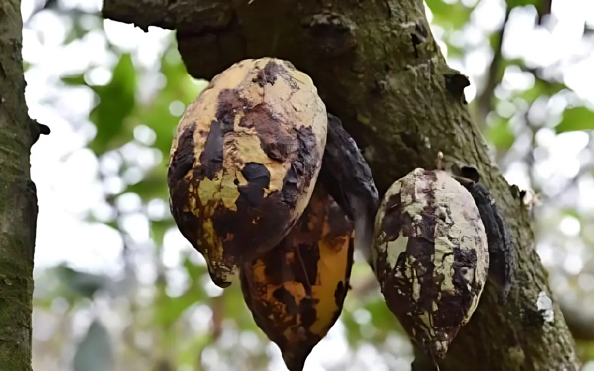 Someone should be responsible for the rot at COCOBOD