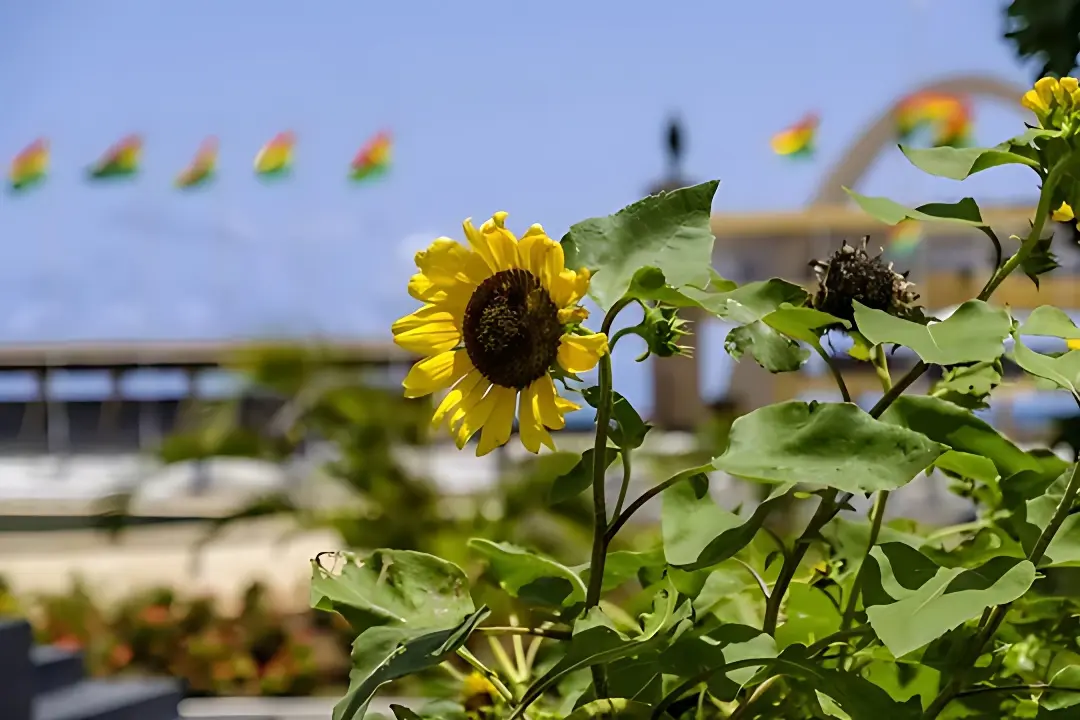 Revolutionizing Agriculture: TRAGRIMACS Launches Ghana Sunflower Project for Domestic Oil Production