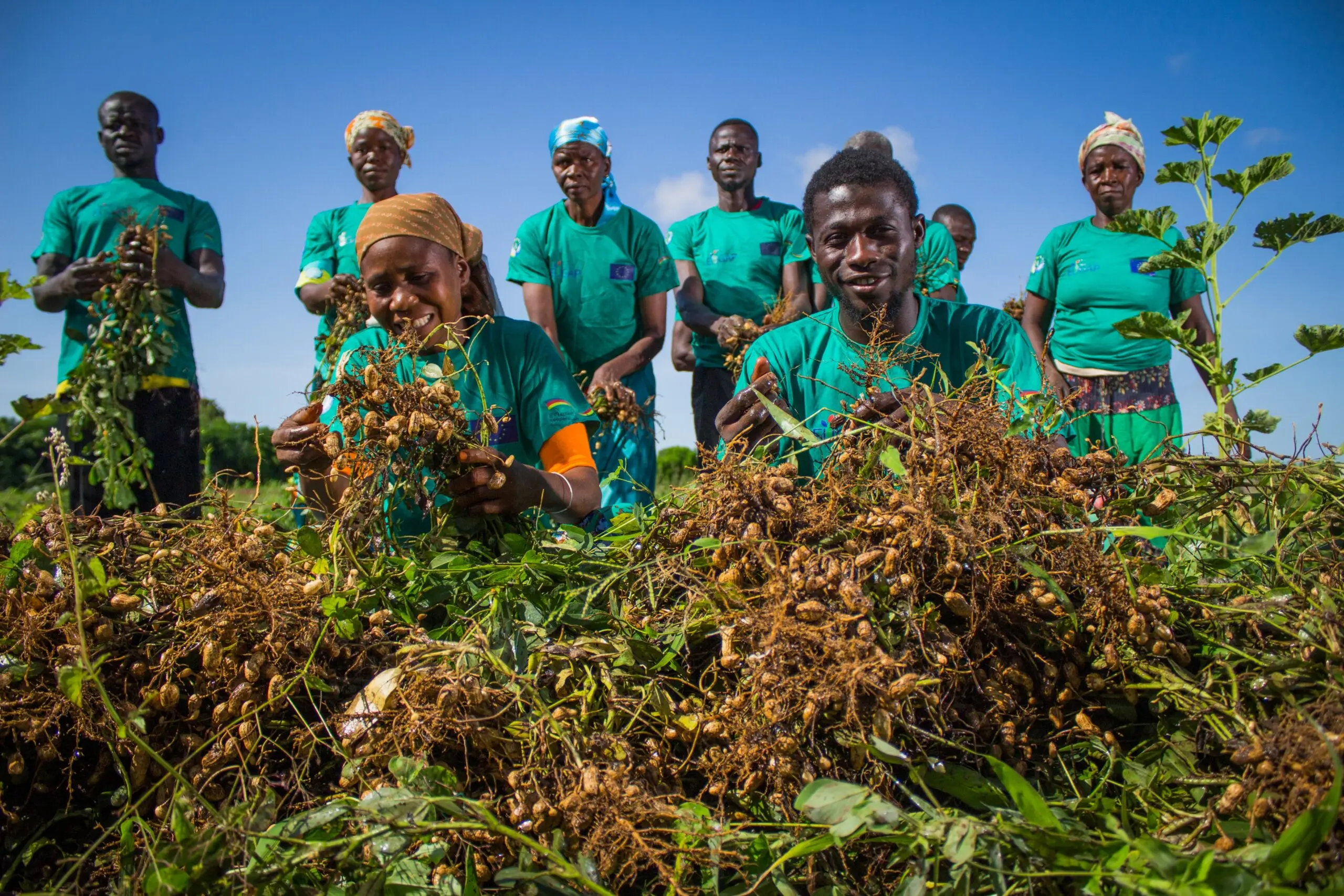 AgriBiz Initiative Innovation Success: Smallholder Farmers Reap Big in Sissala East