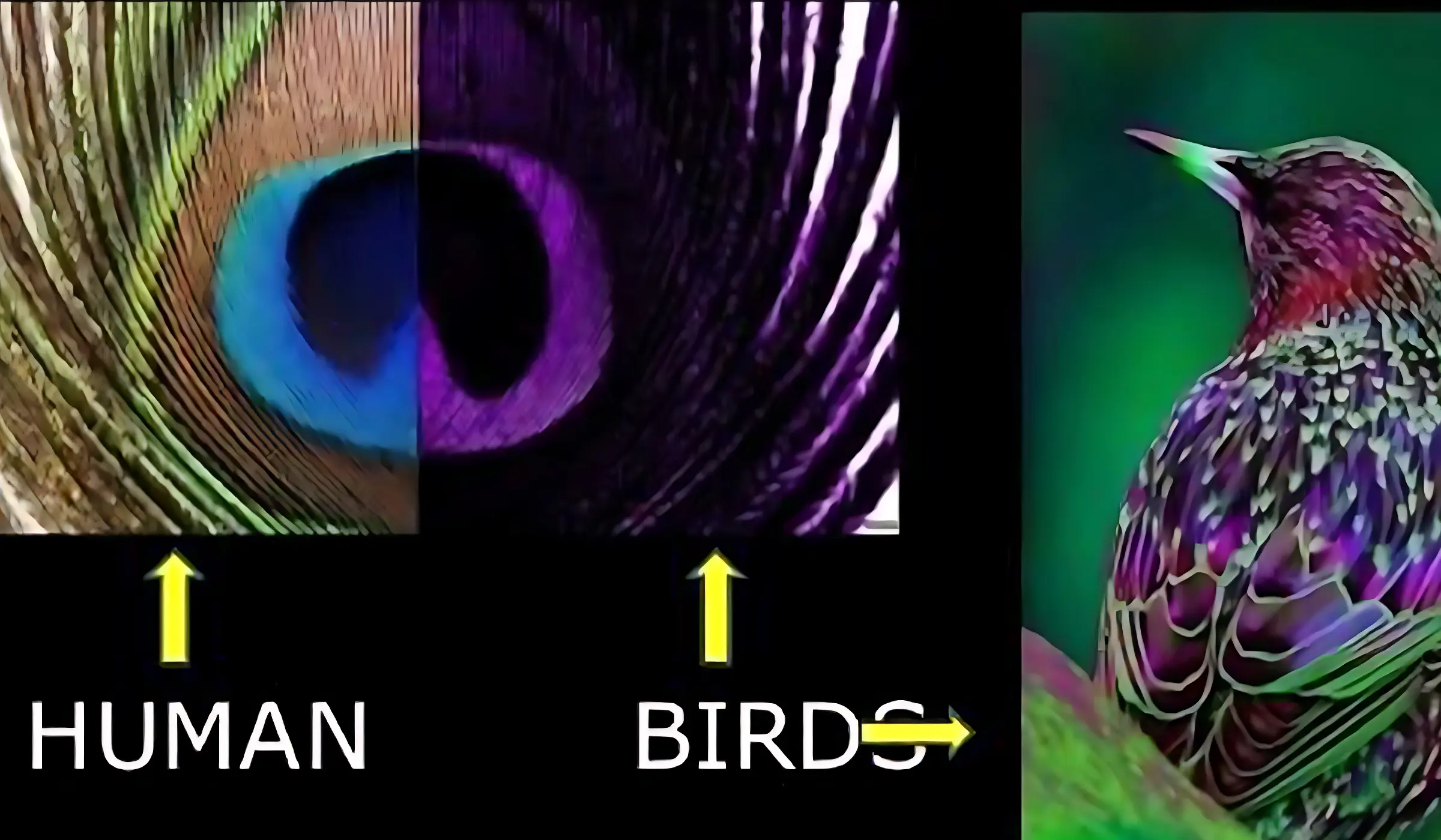 Scientists Devise a System to See the World Through Birds’ Eyes