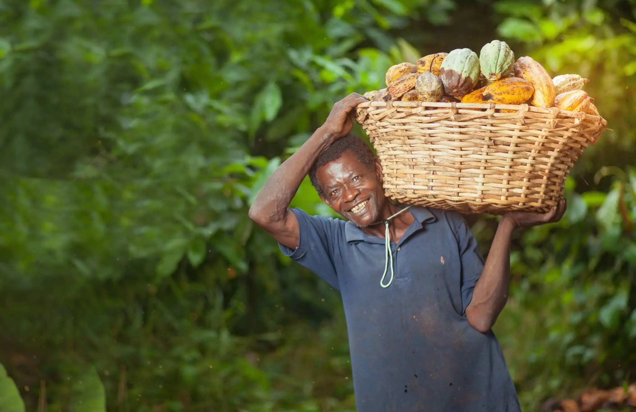 Cocoa Farmers See Price Boost as COCOBOD Raises Producer Price